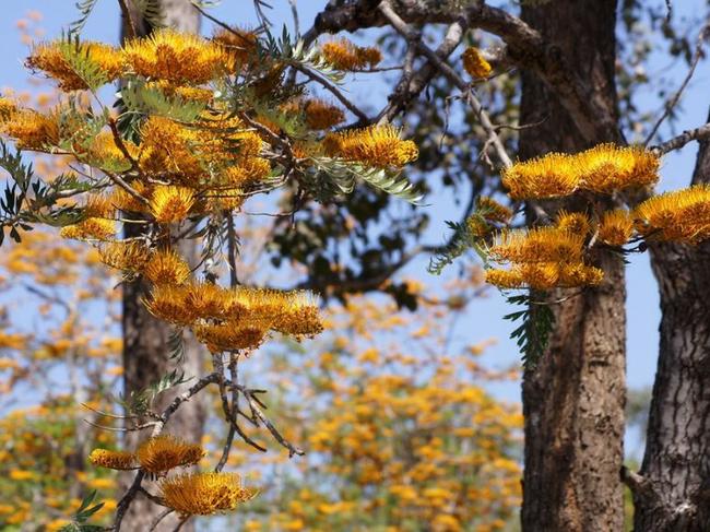 St John's College Woodlawn has lodged a development application to chop down 23 trees on its campus.