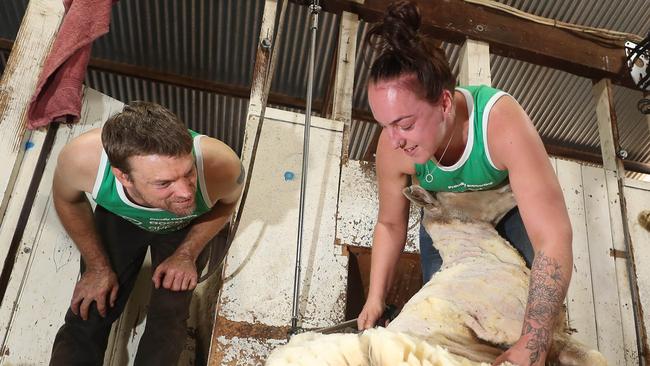 Good Friday Appeal, shearing at "Killarney", Mulwala, NSW,    Picture Yuri Kouzmin