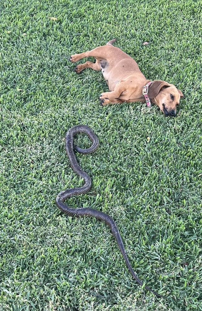 Pippi the sausage dog was a victim of the NSW snake boom. Picture: Twitter