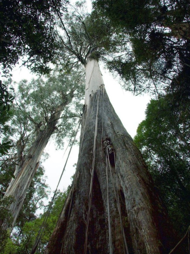 Question 25: Centurion, a mountain ash eucalypt is Australia's tallest tree.