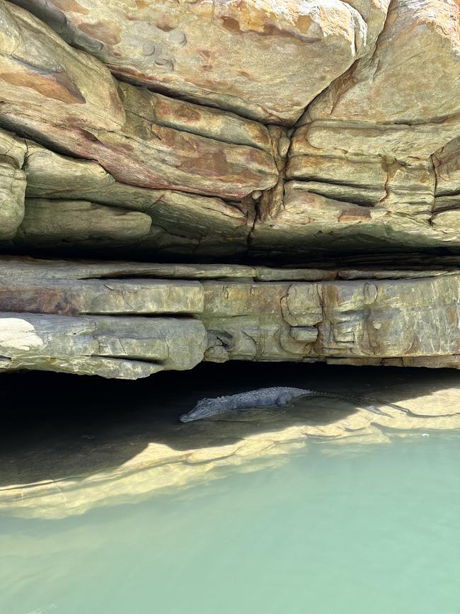 A crocodile hidden away on the Kimberly Coast. Picture: Jess Adamson