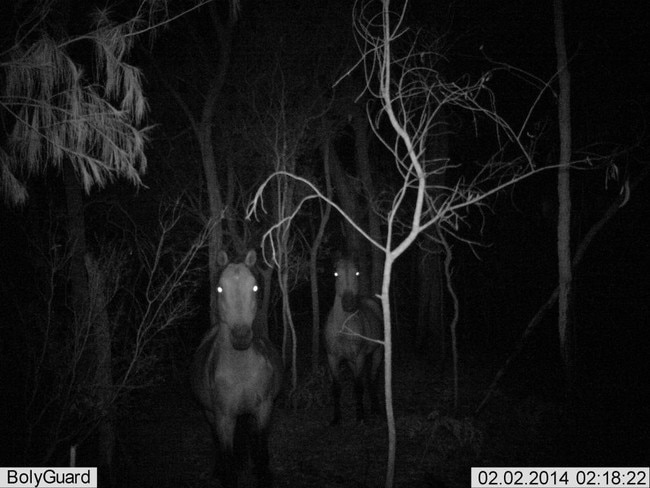 A photo of feral horses on K'gari captured in 2014.