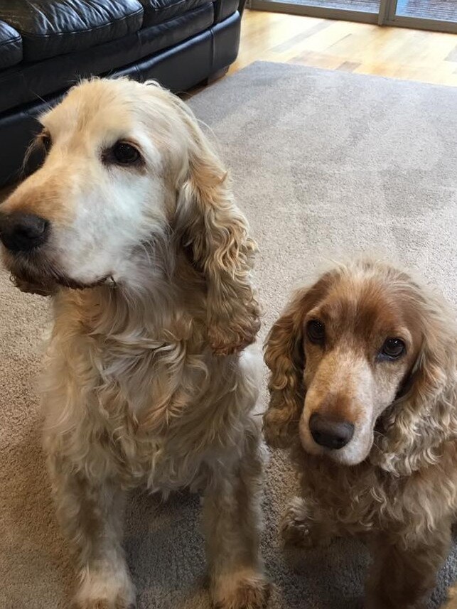 Tassie's Pawfect Pairs | Debra Hill: Our two English cockers, Odie and Sam