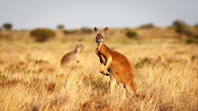 A red kangaroo the Australian Outback. Picture: File