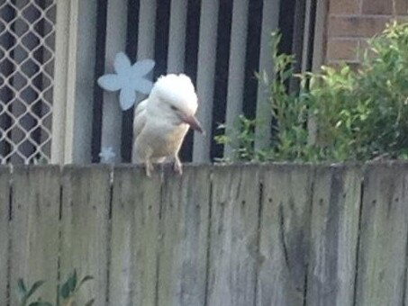 A white kookaburra photographed at Carina Heights in February, 2019. Picture: Supplied