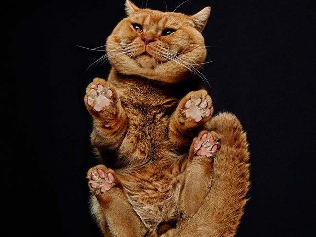 Claw-some pictures show the underbelly of our favourite pet