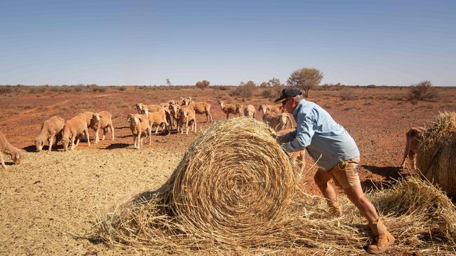 Mt Eba Peter Whittlesea rolling out hay for the sheep. Picture: Brad Fleet