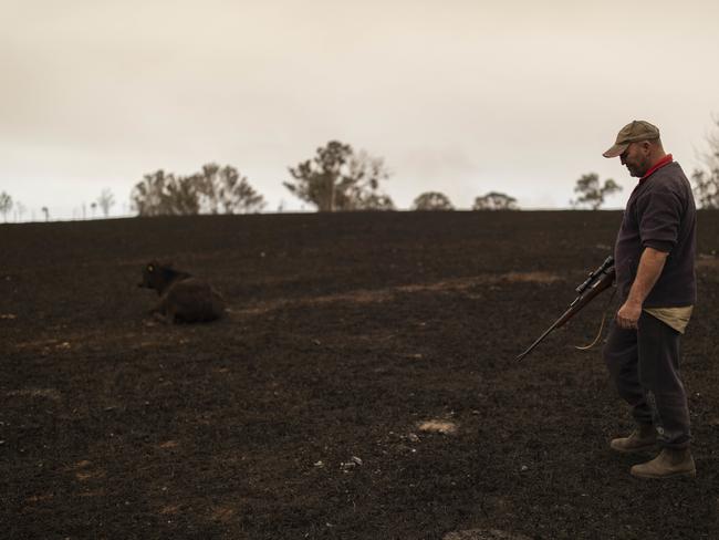 Steve Shipton prepares to shoot an injured calf in his paddock after a bushfire in Coolagolite, NSW. Picture: AAP