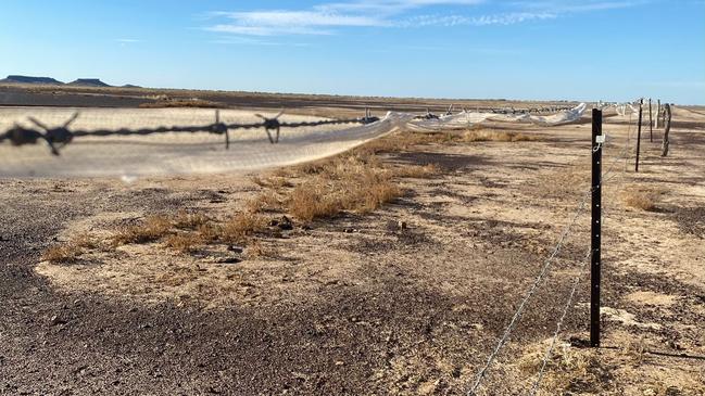 The fence at Pullen Pullen where a night parrot was killed in 2019.