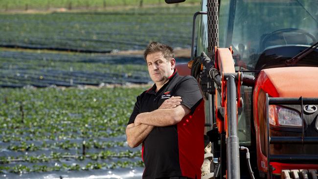 Yarra Valley Strawberries owner Bruno De Ingeniis. Picture: Zoe Phillips