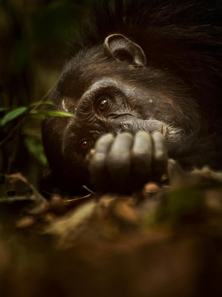 Mahale Mountains Game Reserve, Tanzania Chimpanzees are listed as endangered and suffer from habitat loss, bush meat, pet trade and they can also contract human viral diseases. For this reason, I photographed at a respectable distance using a 400mm lens and I wore a facemask for the entire shoot…” Picture: Greg du Toit/ Remembering Great Apes