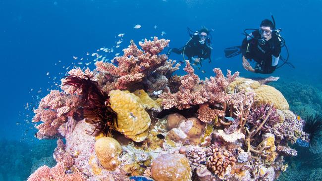 Scuba divers on the Great Barrier Reef. Photo: TTNQ