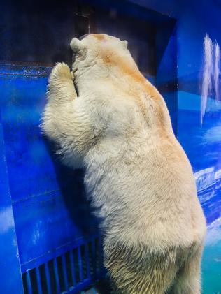 Polar bear in a Chinese shopping centre is the saddest thing you will ...