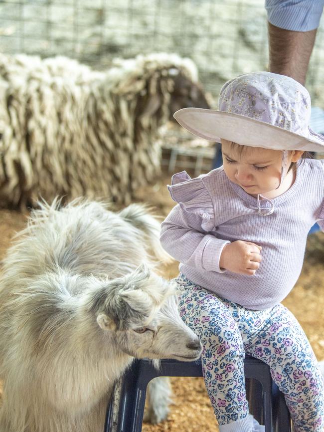 Dimity Canning up close with a goat at the Animal Nursery. Toowoomba Royal Show. Friday, March 31, 2023. Picture: Nev Madsen.