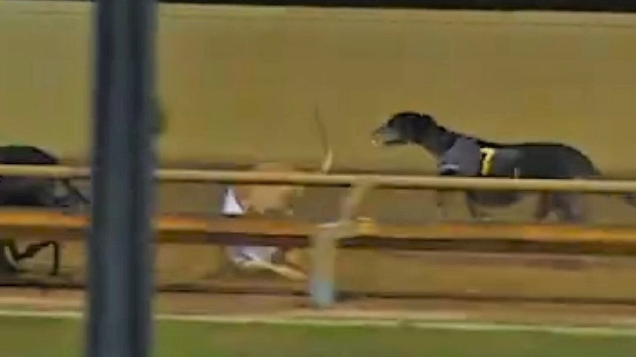 The dog fell at the first turn and was pronounced dead on the track. Picture: Supplied.