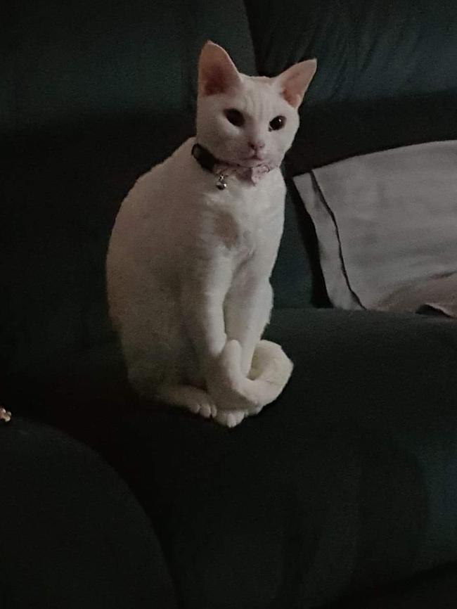 Curiosity killed the cat . This is Pixie, the Princess Cat Diva. Picture: Rona Bartlett