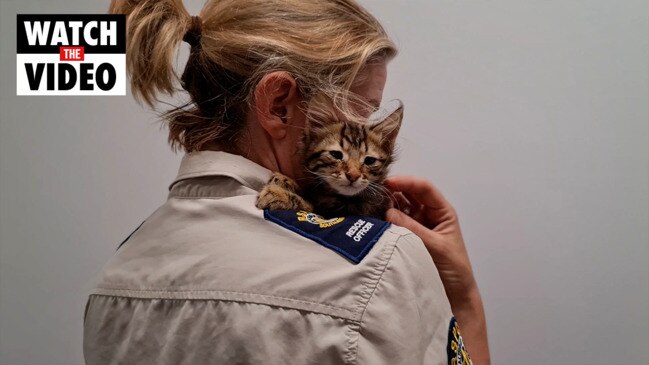 Kitten Saved In Miraculous 10m Tree Fall At Brahma Lodge The Advertiser