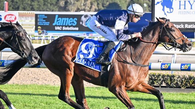 Catani Gardens in full flight at Ballarat under apprentice jockey Tom Prebble. Picture: Reg Ryan/Racing Photos via Getty Images