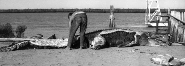 As printed in The Rockhampton Bulletin in 1963, one of the hunters skins the 6.09m crocodile shot at Port Alma, north of Gladstone. Picture: Contributed