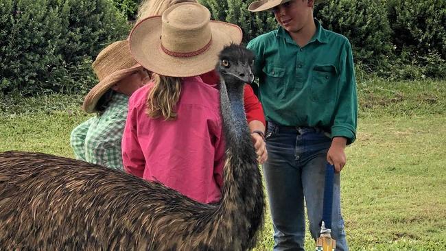 Fred the emu likes to play wicket keeper when the McArthur kids play cricket. Picture: Ainsley McArthur