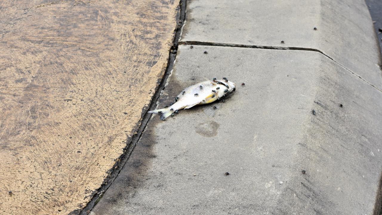 Flies feast on a dead fish dragged in by Tamar St floodwaters, Ballina on March 4,2022. Picture: Tessa Flemming