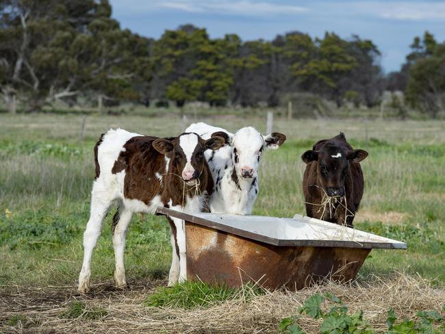 OLD DAIRY at WhittleseaThe Williamsons have been operating a dairy farm at Whittlesea for six decades - one of the only dairies remaining in the district. Merv recently stopped supplying milk for profit but still milks his cows to supply feed to his calves.PICTURED: Generic farm. Dairy cows. Calves.PICTURE: ZOE PHILLIPS