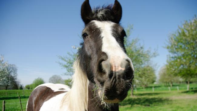 Not giving way to a horse is a $130 fine.