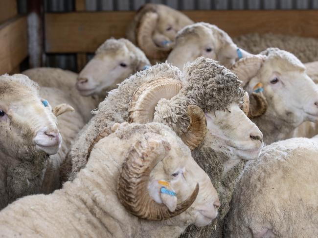 LIVESTOCK: Mt Challicum MerinosMt Challicum Merinos Phil, Kim and son Chris Hartwich on their farm at BallyroganPICTURED: Rams at Mt Challicum MerinosPicture: Zoe Phillips