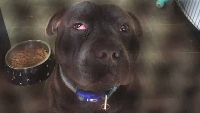 An Emerton man has been convicted in Mt Druitt Local Court after he beat his pet Staffordshire Terrier with a hammer. Picture: RSPCA NSW