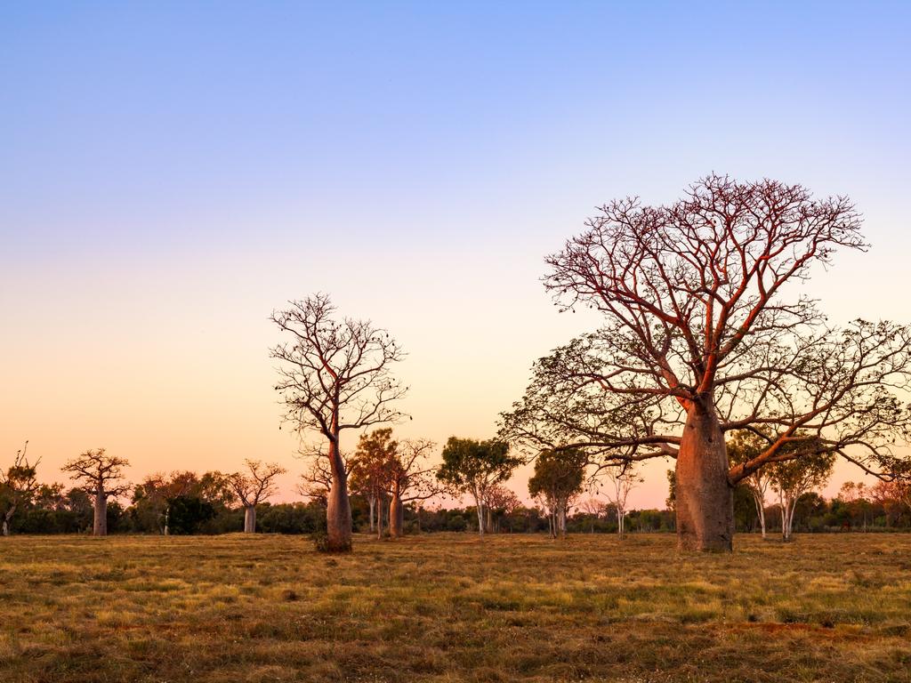 The baobab trees of the Kimberley are very well adapted to the extreme climate of the region. In the wet season they take in as much water as their trunks can store. In the dry season they shed their leaves to reduce transpiration. Picture: bmphotographer/Shutterstock