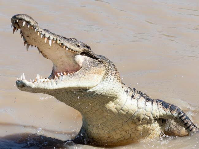 Saltwater crocodile Happy Feet lunges for a feed on the Adelaide River.Picture: Che Chorley