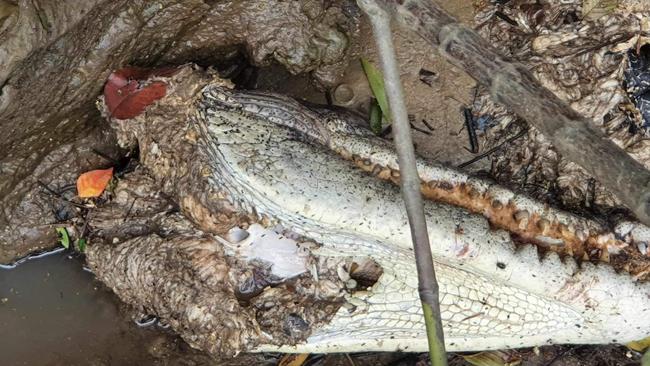 Lizzie’s carcass was found along the banks of the Daintree River. Picture: Supplied