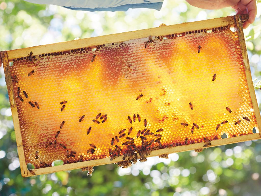 Australian Beekeeping For Beginners How To Get Honey Without Being Stung Daily Telegraph