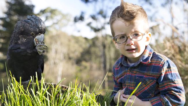 Jude and Terry the red-tailed black cockatoo. Picture: Melvyn Knipe