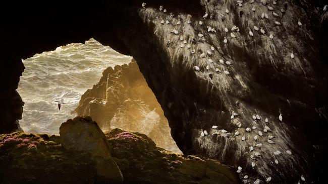 A Northern Gannet colony lines the cliffs of the archipelago in the Czech Republic. Picture: Petr Bambousek/TNC Photo Contest 2023