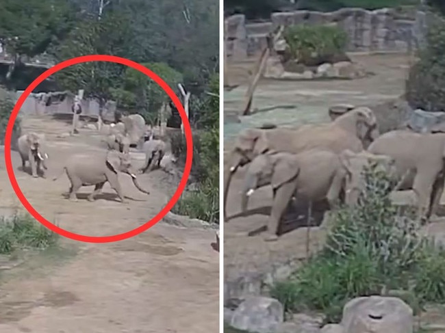Elephants at a San Diego zoo have been caught on camera during a unique moment as an earthquake shook the area.