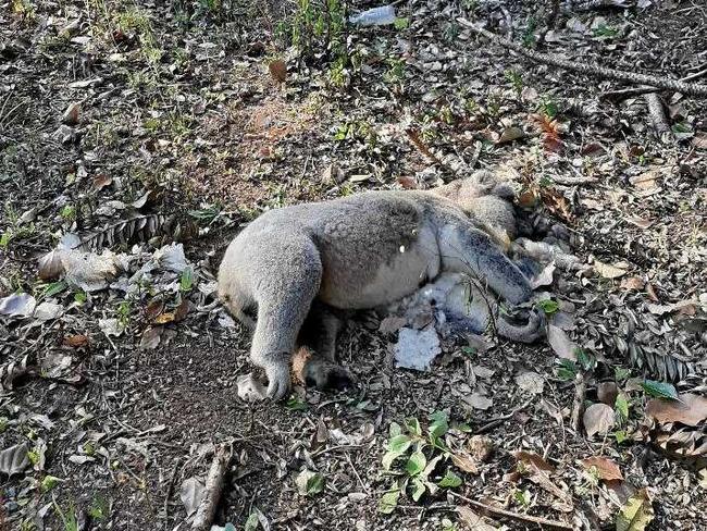 TRAGEDY: The deceased male koala was found on Tuesday on Granuaille Road in Bangalow. Picture: Contributed