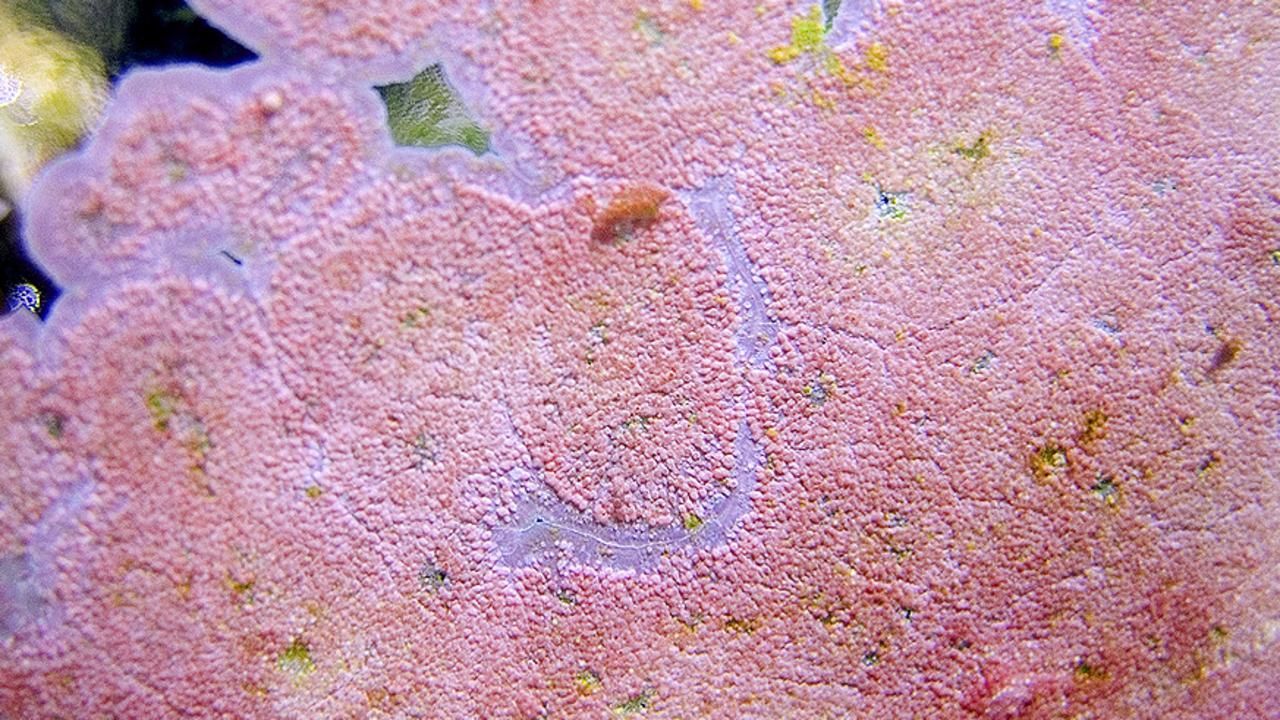 Coralline algae is one algae that can bloom pink. Picture: Mike Giangrasso