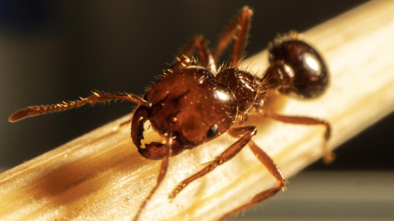 A new fire ant outbreak in Australia has prompted calls for more ...