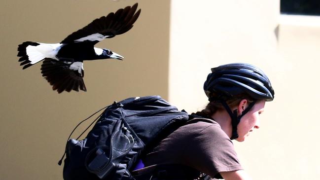 A magpie swooping a cyclist. Picture David Clark