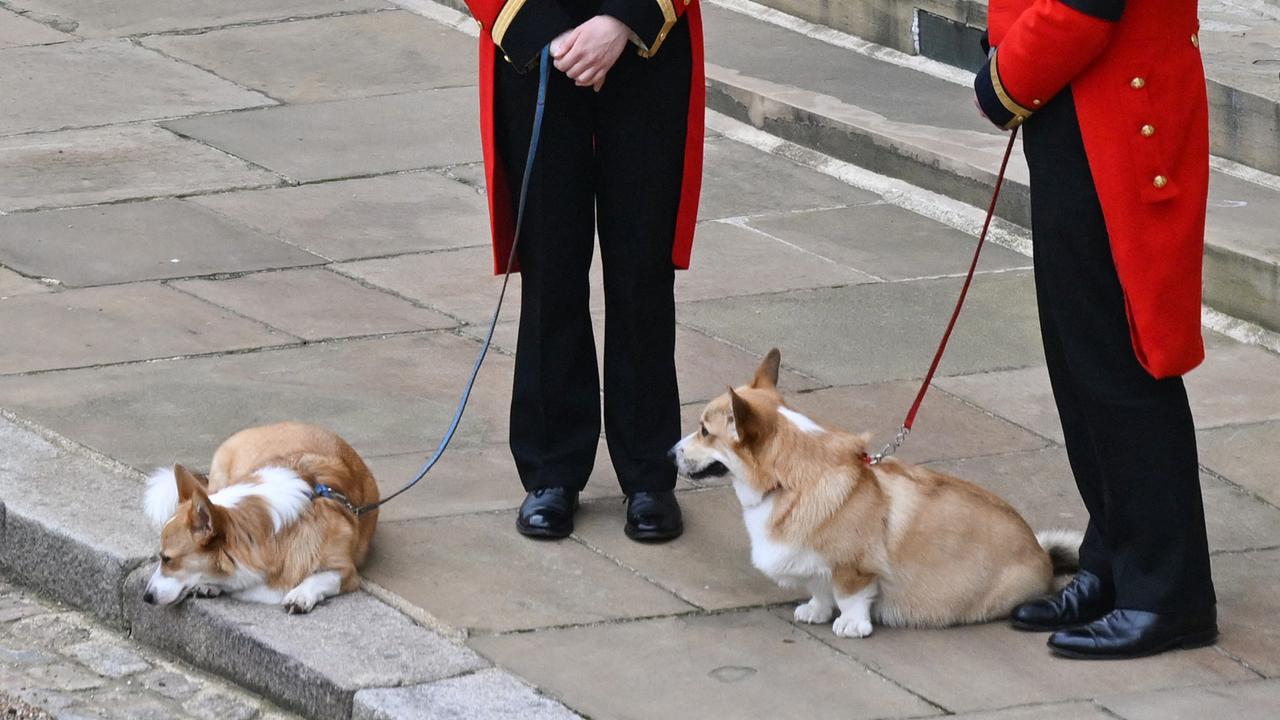 The Queen's corgis, Muick and Sandy, are walked inside Windsor Castle ahead of the Committal Service. (Photo by Glyn KIRK / POOL / AFP)