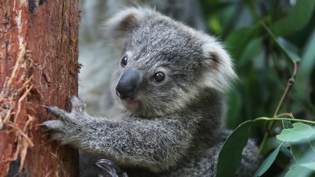 Koala joey Humphrey sits amongst Eucalyptus at Taronga Zoo. Picture: Lisa Maree Williams