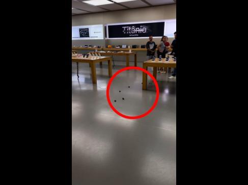 Woman takes pet pig into Apple Store to defecate