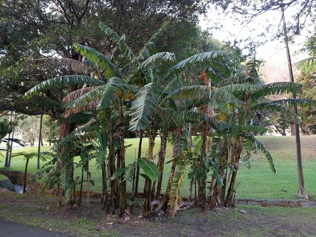 These banana trees at Vaucluse House took a battering during the storms.