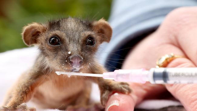 WIRES volunteer Jodi Kovacs bottle feeding and hand raising baby ringtail possum Hillary. Picture: Toby Zerna