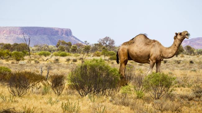 A feral camel in central Australia.