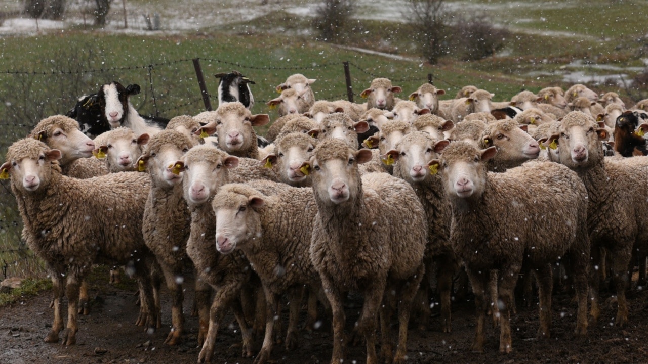 Live sheep export 'overnight ban' doesn't work