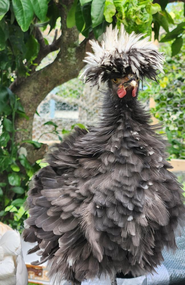 One of the free ranging chickens at Moorland Cottage Cafe. Picture: supplied