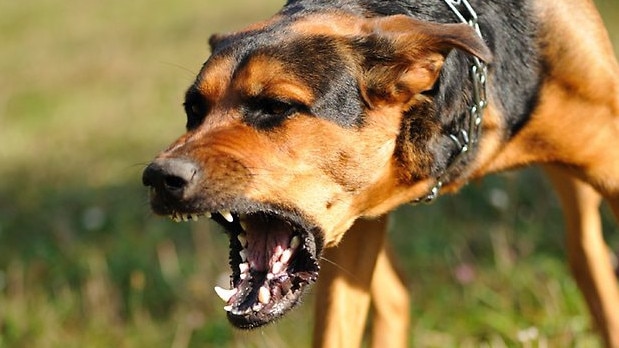 A young woman who stole almost $600 worth of items from Kmart and was taking care of her partnerâs vicious dog that seriously injured a Jack Russell has fronted court. Picture: Supplied