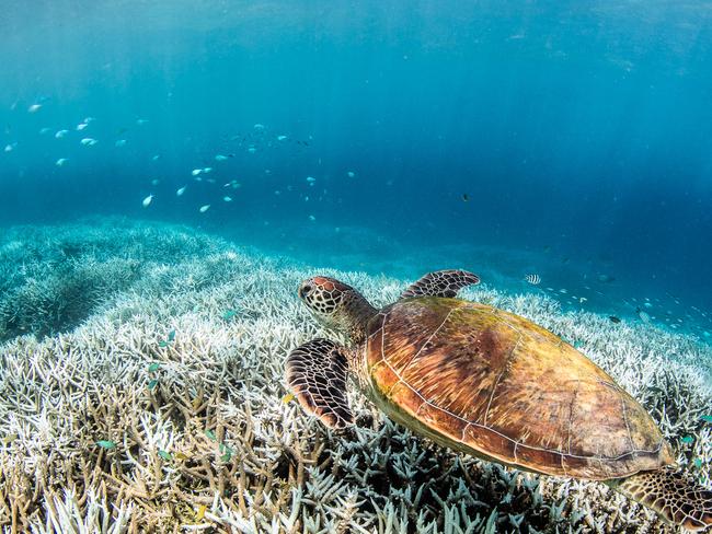 The University of Queensland located on Heron Island has a research station, which offers tours showcasing the important work being done to preserve the reef. Picture: Citizens of the Reef.